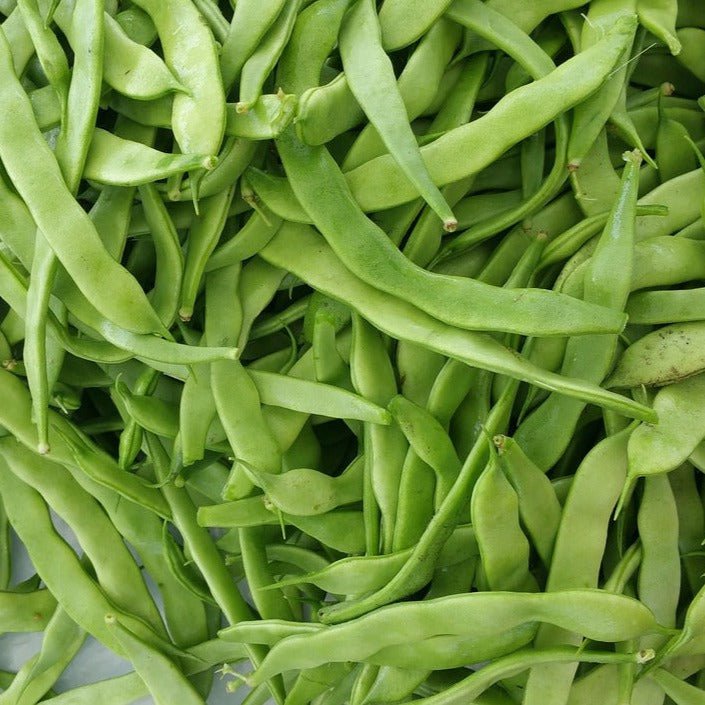 Bush Bean Seeds - Roma II - Sow True Seed
