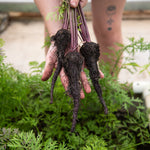 Carrot Seeds - Black Nebula - Sow True Seed