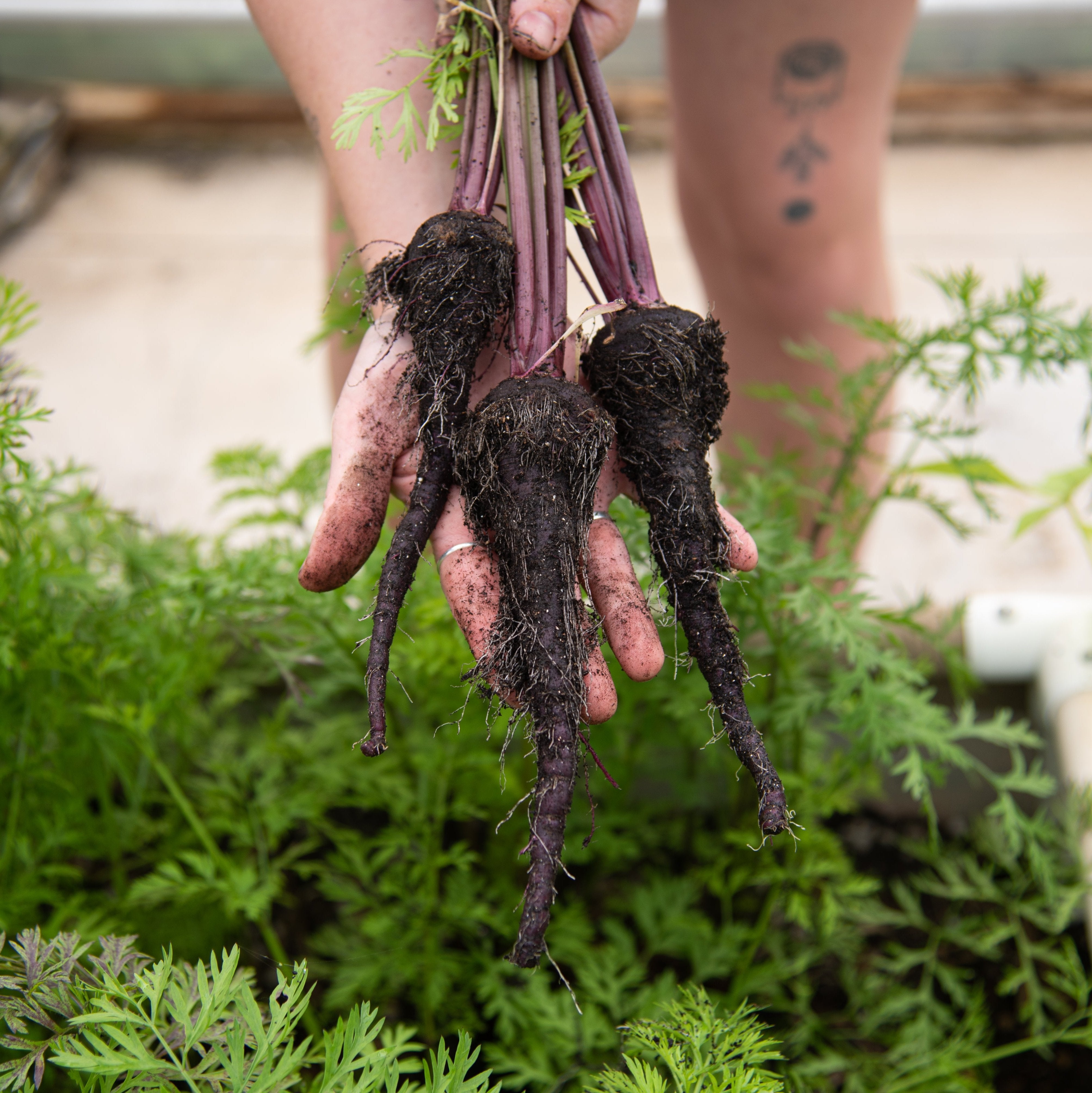 Carrot Seeds - Black Nebula - Sow True Seed