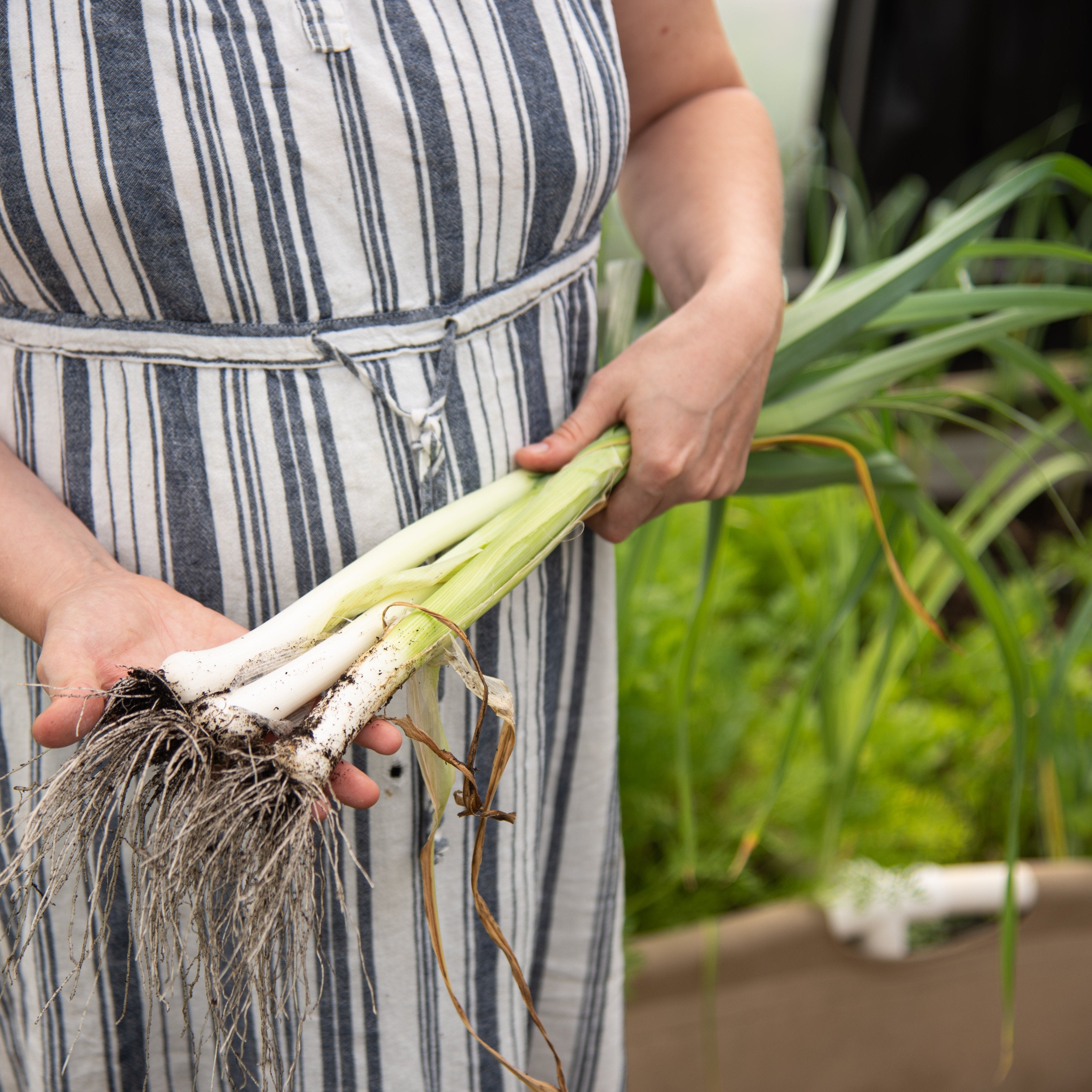 Leek Seeds - American Flag - Sow True Seed