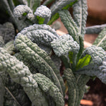 Kale Seeds - Lacinato, ORGANIC - Sow True Seed