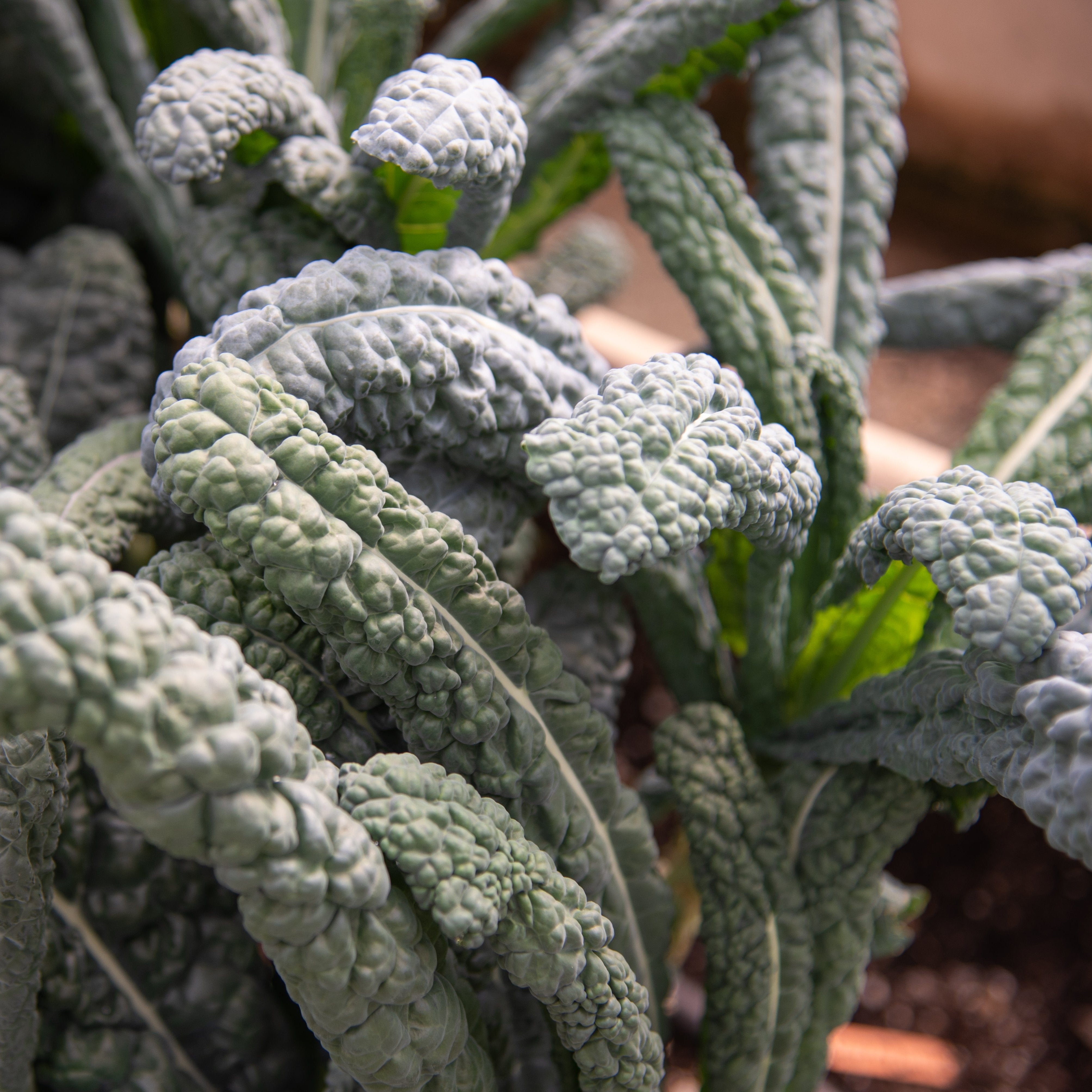 Kale Seeds - Lacinato, ORGANIC - Sow True Seed