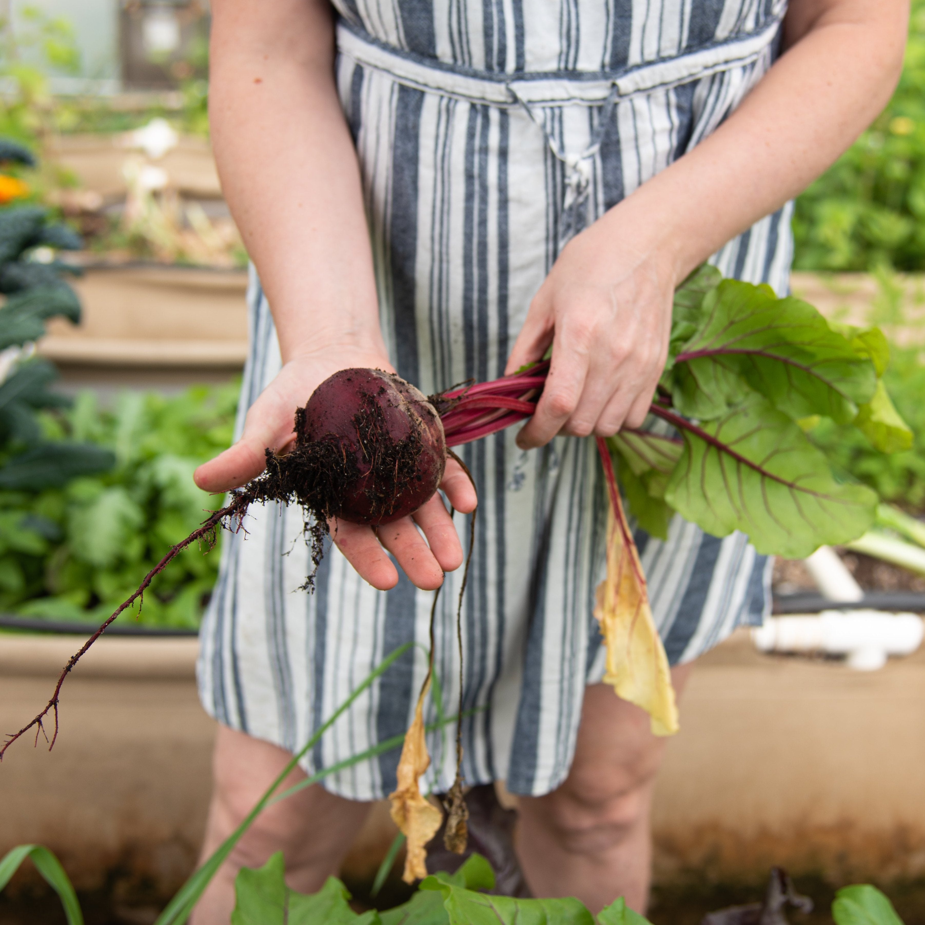 Beet Seeds - Detroit Dark Red - Sow True Seed