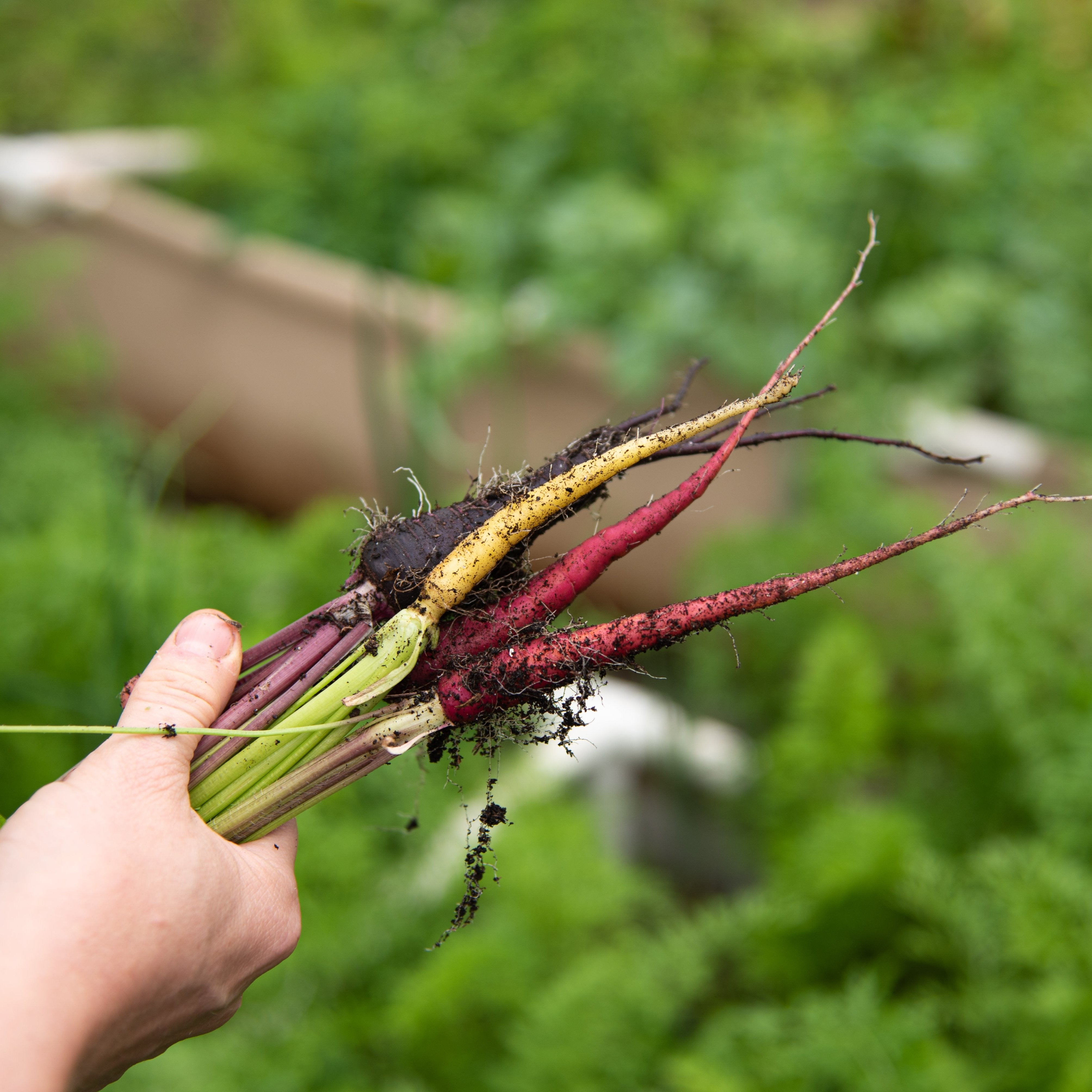 Carrot Seeds - Rainbow Blend - Sow True Seed