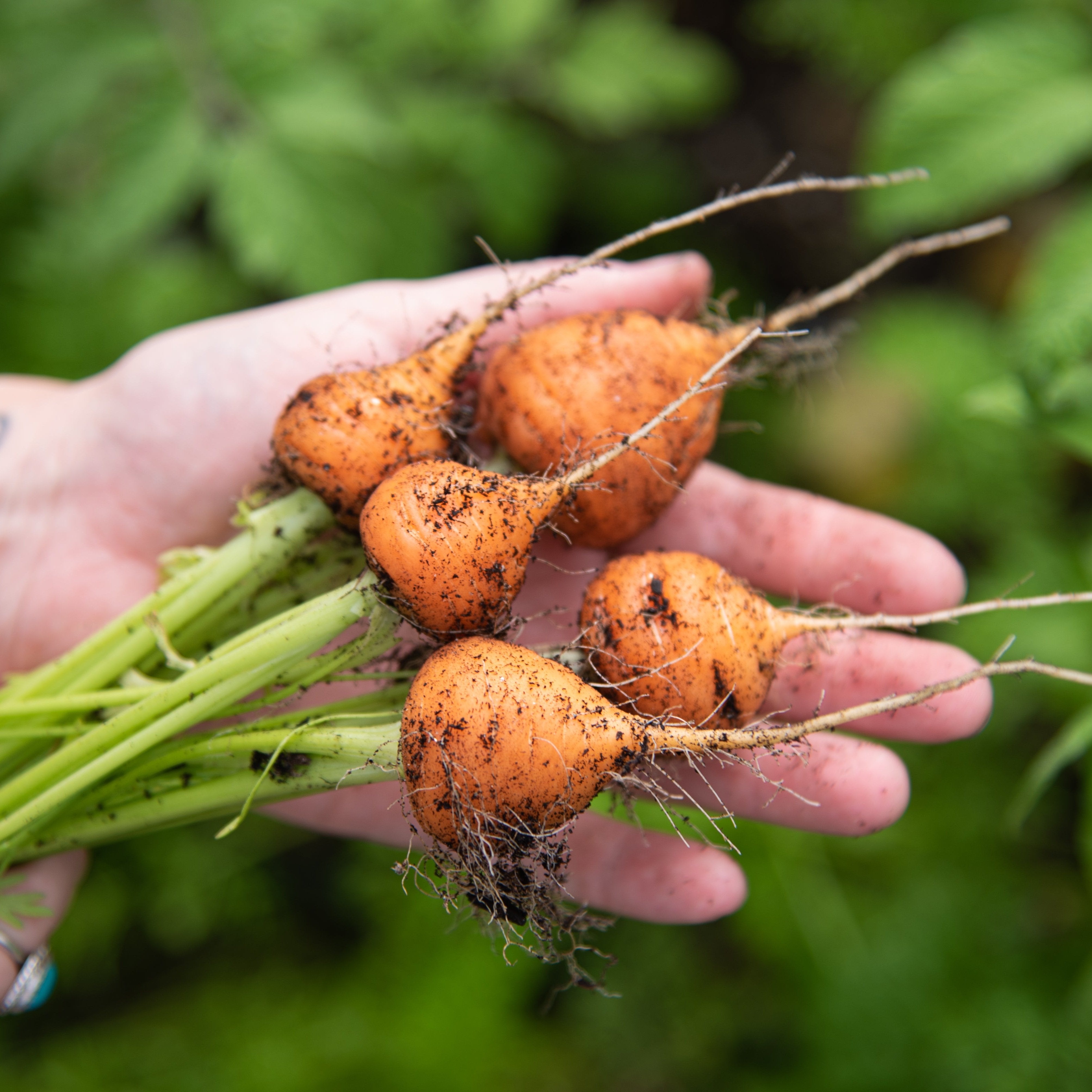 Carrot Seeds - Parisian - Sow True Seed