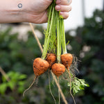 Carrot Seeds - Parisian - Sow True Seed