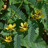 Partridge Pea Seeds