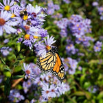 Aster Seeds - Smooth Blue - Sow True Seed