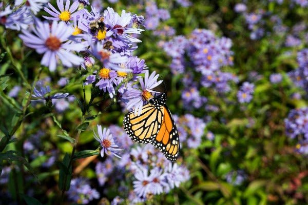 Aster Seeds - Smooth Blue - Sow True Seed