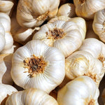 Italian Softneck Garlic - Sow True Seed