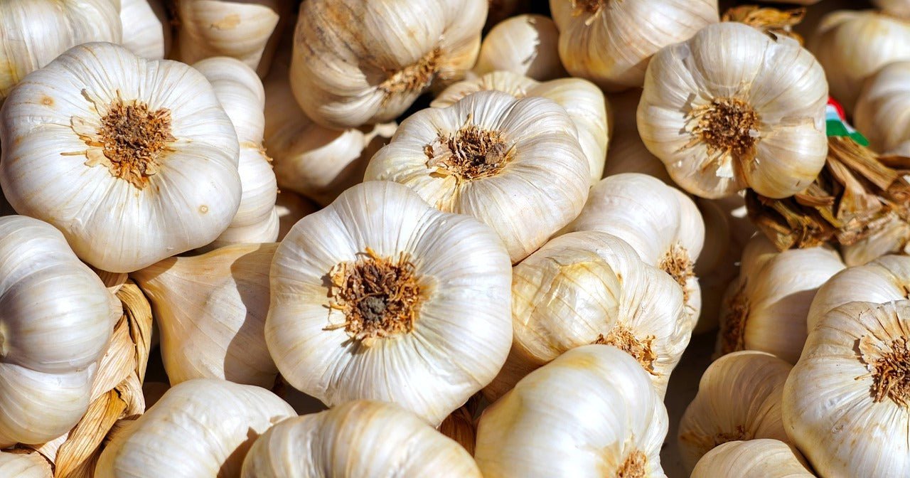 Italian Softneck Garlic - Sow True Seed