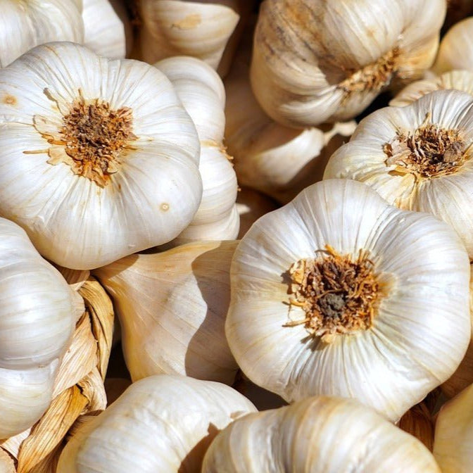 Italian Softneck Garlic - Sow True Seed