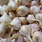 Garlic Sampler - Sow True Seed