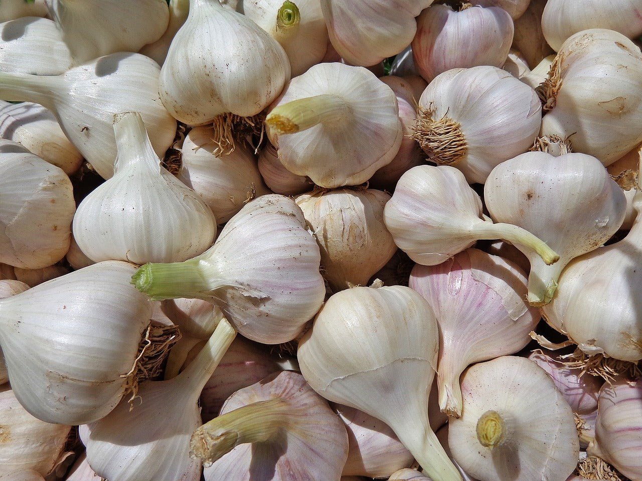 Garlic Sampler - Sow True Seed