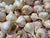 Garlic Sampler - Sow True Seed