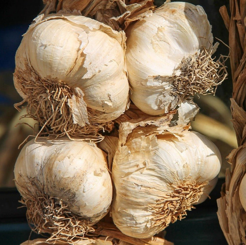 Polish Softneck Garlic - Sow True Seed