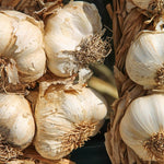 Polish Softneck Garlic - Sow True Seed