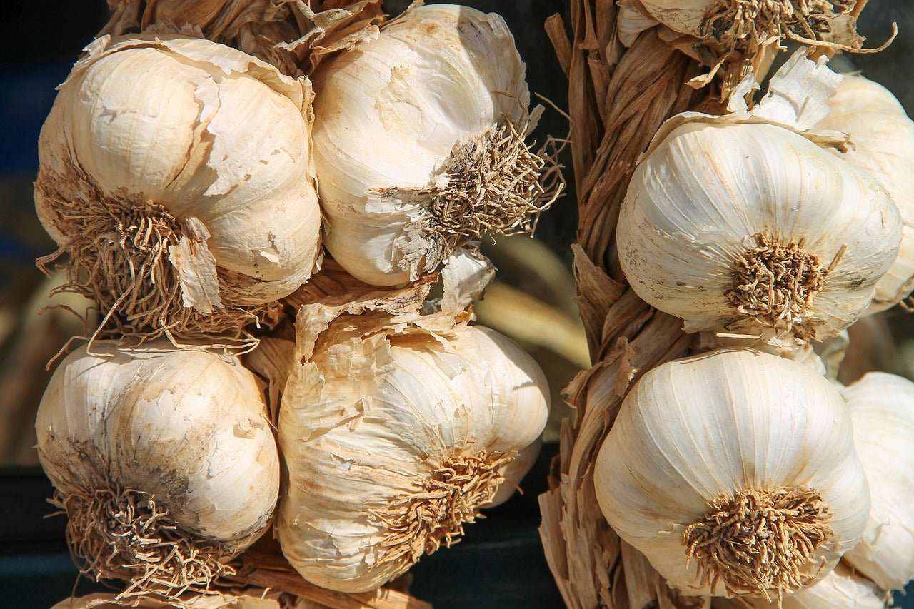 Polish Softneck Garlic - Sow True Seed