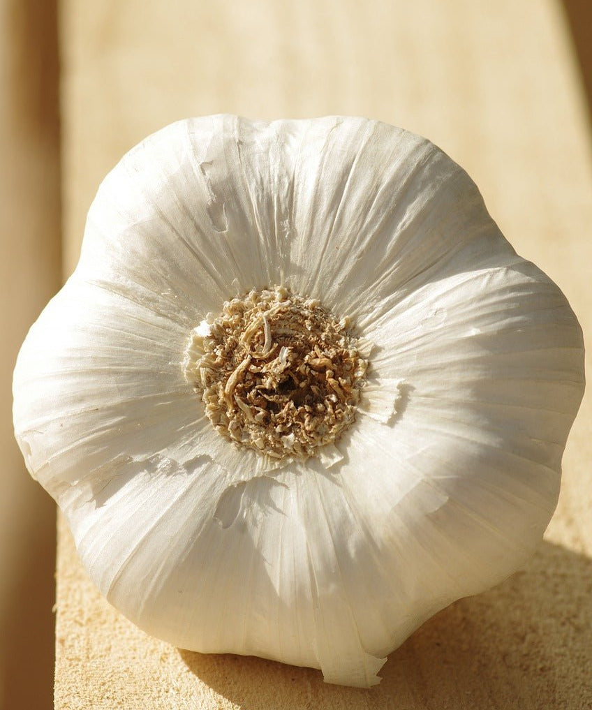 Music Hardneck Garlic - Sow True Seed