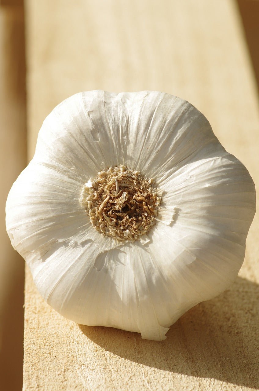Music Hardneck Garlic - Sow True Seed