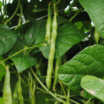 Pole Bean Seeds - Grady Bailly Greasy - Sow True Seed