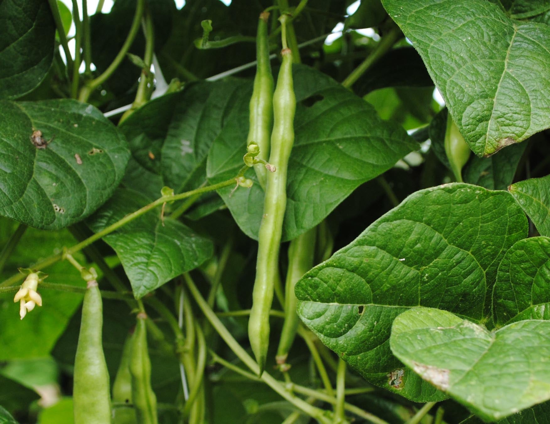 Pole Bean Seeds - Grady Bailly Greasy - Sow True Seed