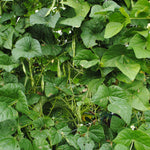 Pole Bean Seeds - Grady Bailly Greasy - Sow True Seed