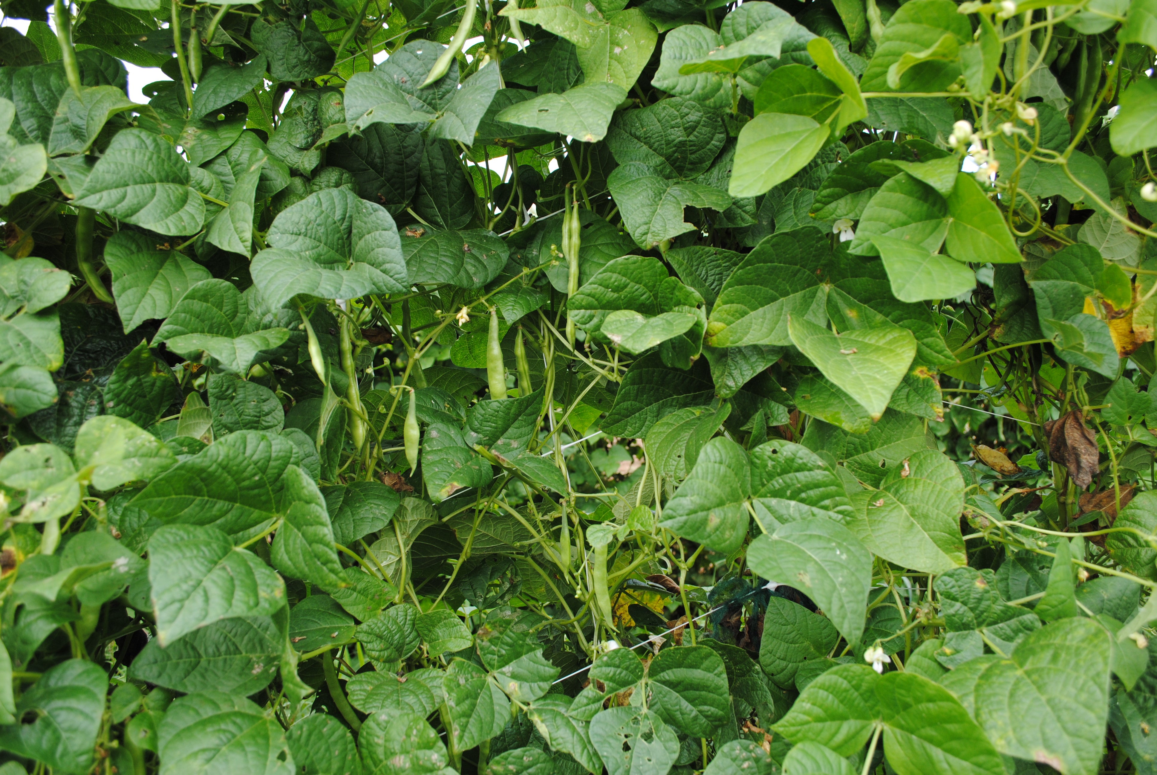 Pole Bean Seeds - Grady Bailly Greasy - Sow True Seed