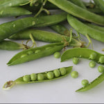 Shelling Pea Seeds - Lincoln - Sow True Seed