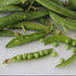 Shelling Pea Seeds - Lincoln