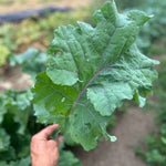 Kale Seeds - Willem’s Blue Groninger, ORGANIC - Sow True Seed