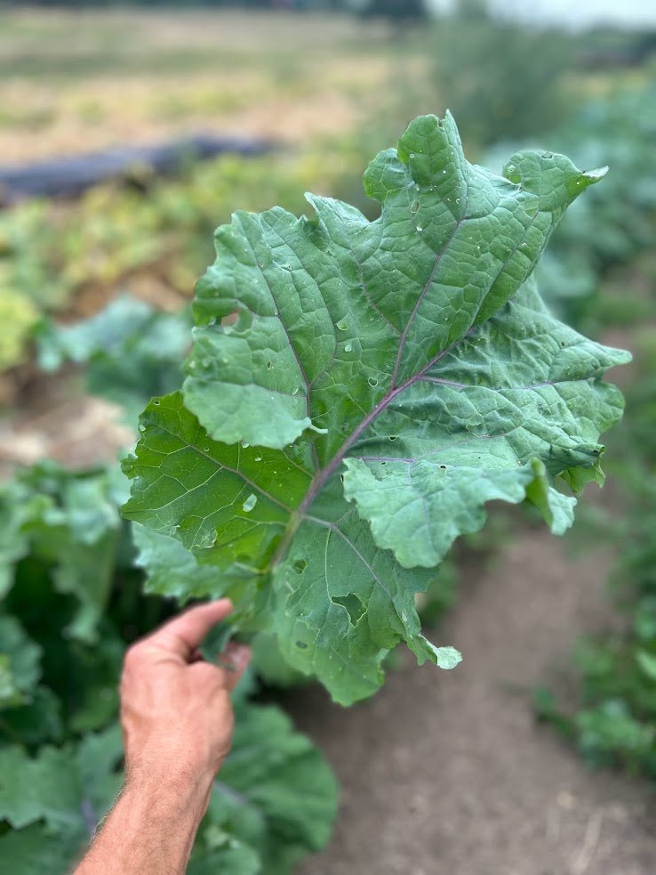 Kale Seeds - Willem’s Blue Groninger, ORGANIC - Sow True Seed