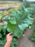 Kale Seeds - Willem’s Blue Groninger, ORGANIC