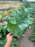 Kale Seeds - Willem’s Blue Groninger, ORGANIC