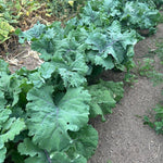 Kale Seeds - Willem’s Blue Groninger, ORGANIC - Sow True Seed
