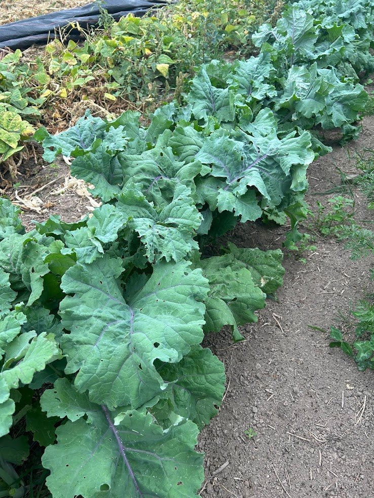 Kale Seeds - Willem’s Blue Groninger, ORGANIC - Sow True Seed