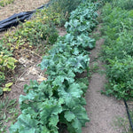 Kale Seeds - Willem’s Blue Groninger, ORGANIC - Sow True Seed