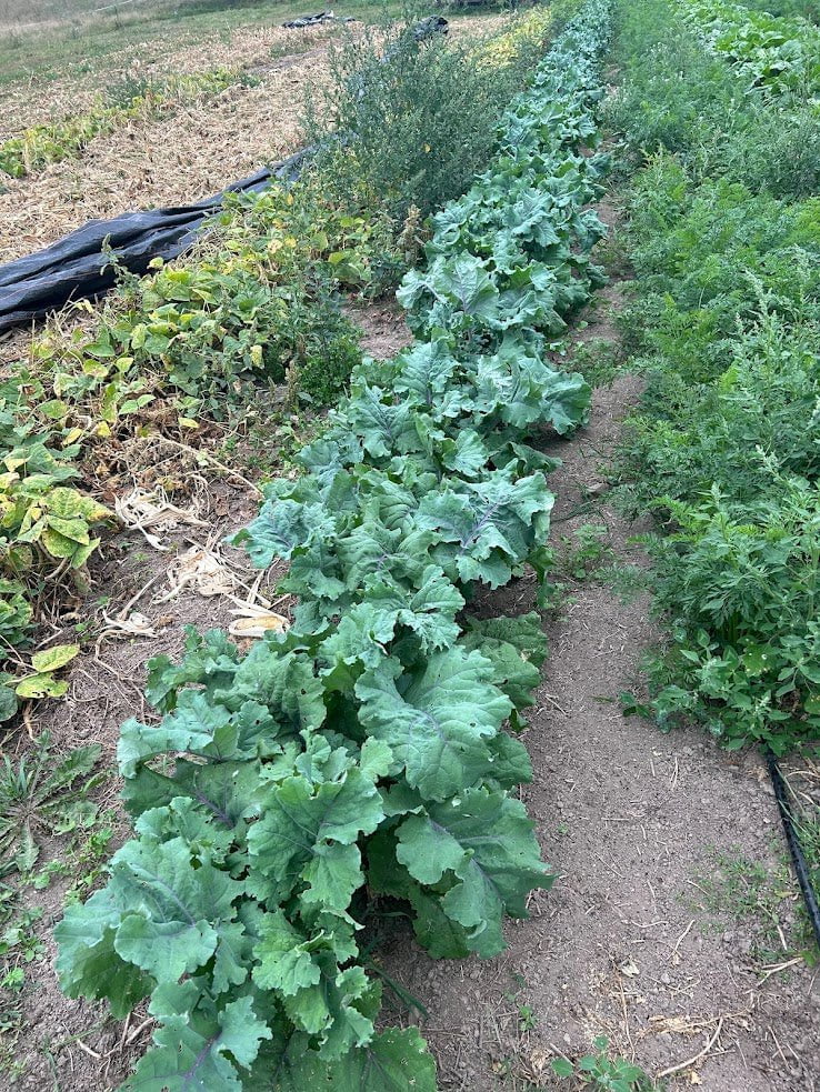 Kale Seeds - Willem’s Blue Groninger, ORGANIC - Sow True Seed