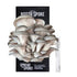 Blue Oyster Spray and Grow Mushroom Kit