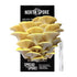 Golden Oyster Spray and Grow Mushroom Kit