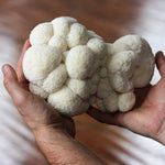 Lion's Mane Spray and Grow Mushroom Kit - Sow True Seed