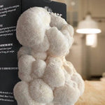 Lion's Mane Spray and Grow Mushroom Kit - Sow True Seed
