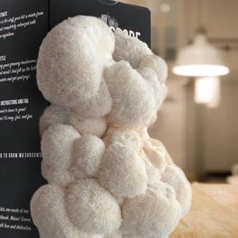 Lion's Mane Spray and Grow Mushroom Kit - Sow True Seed