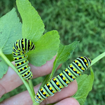 Golden Alexander Seeds - Sow True Seed