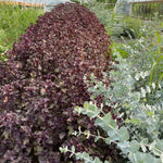 Shiso Seeds - Purple - Sow True Seed