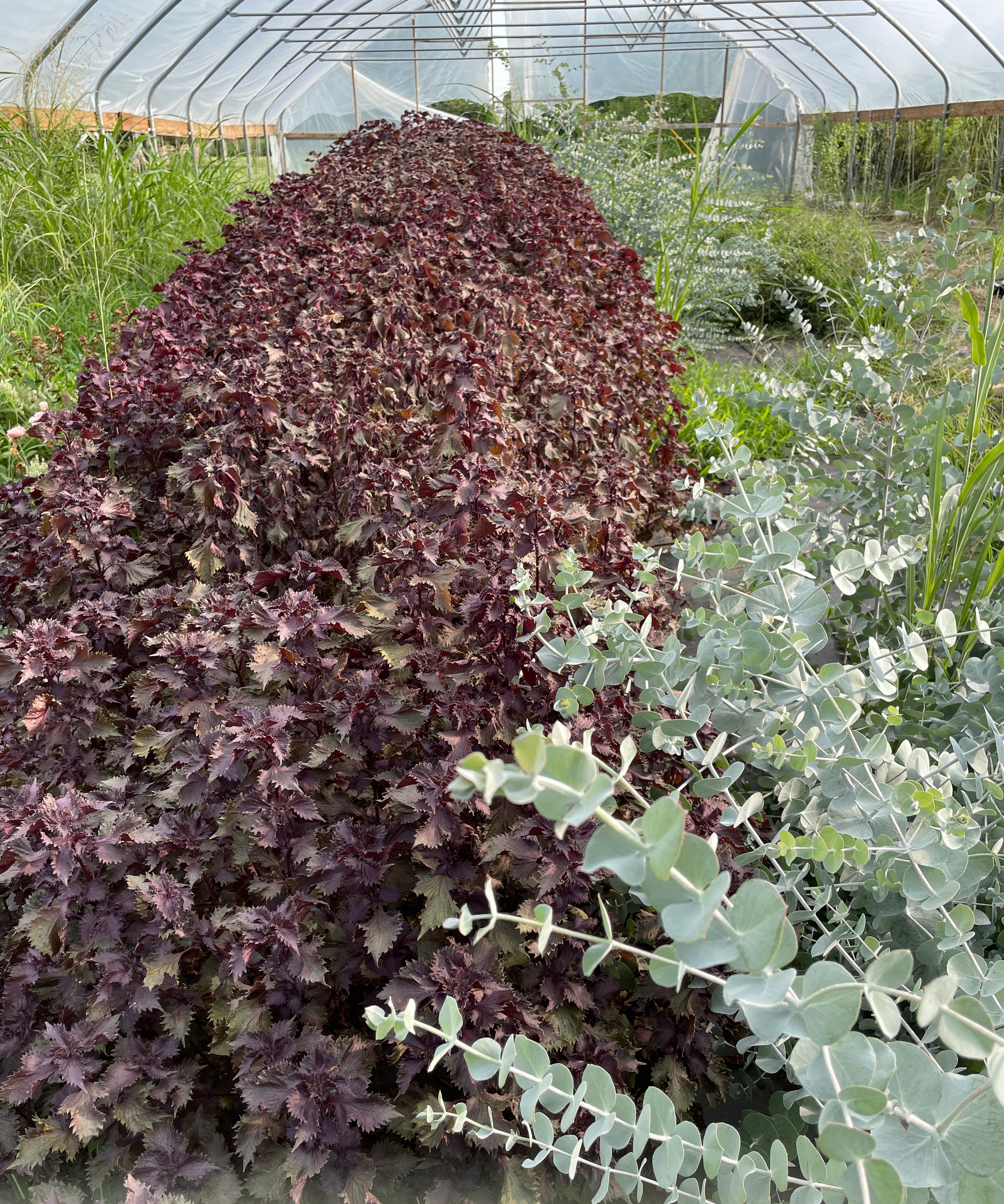 Shiso Seeds - Purple - Sow True Seed