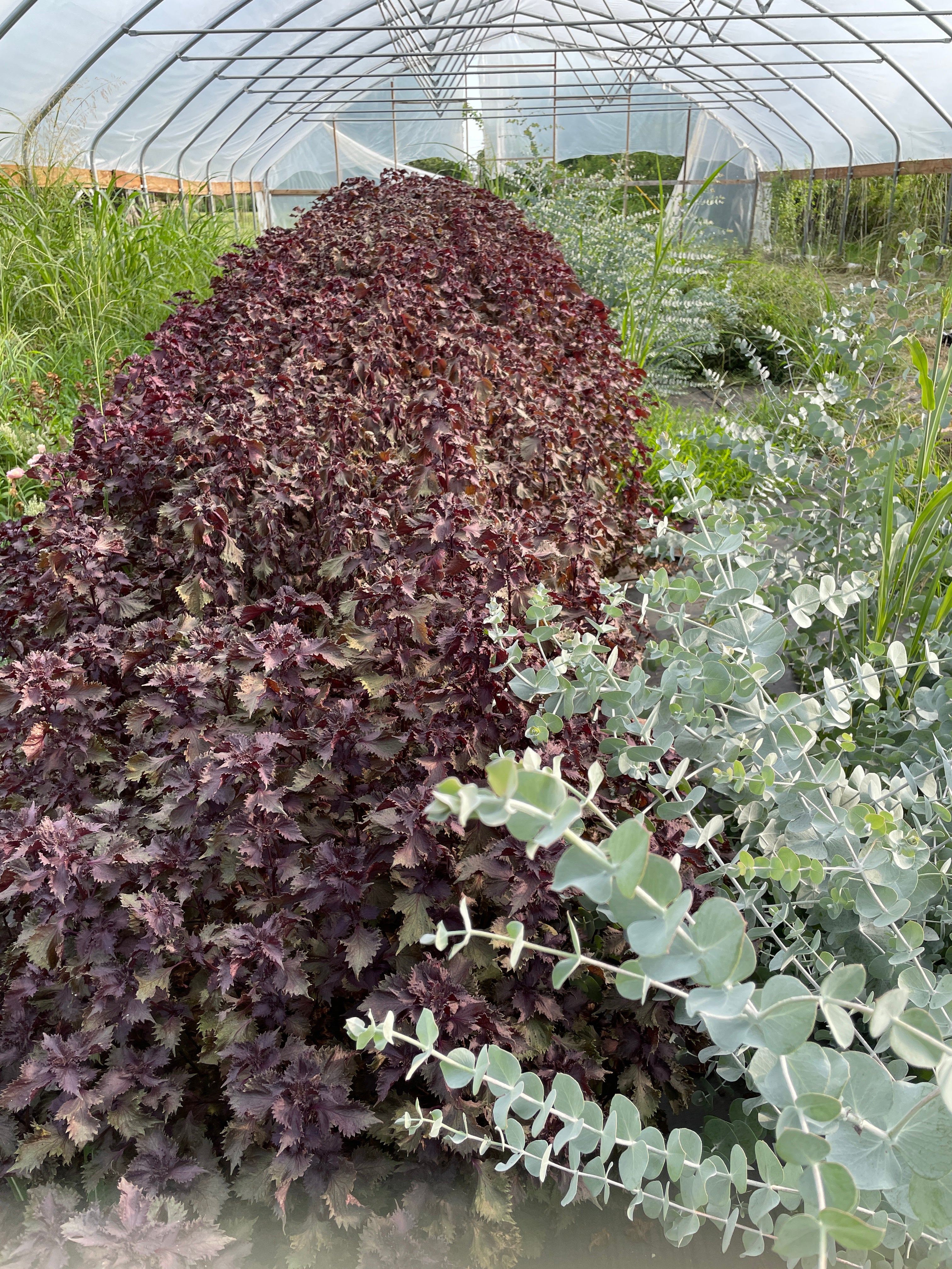 Shiso Seeds - Purple - Sow True Seed