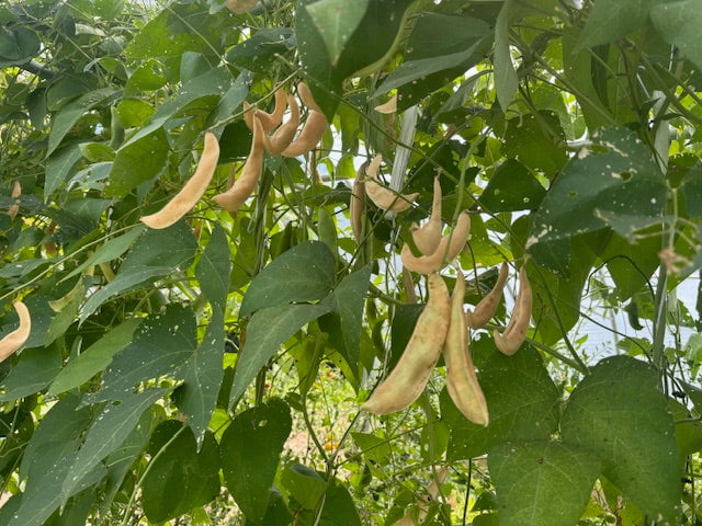 lima bean seed planting Dr. Martin Lima Bean Seeds | Sow True Seed