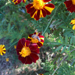 pinwheel flower seeds Pinwheel Marigold Seeds | Sow True Seed