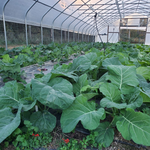 Collard Seeds - North Carolina Ultracross - Sow True Seed